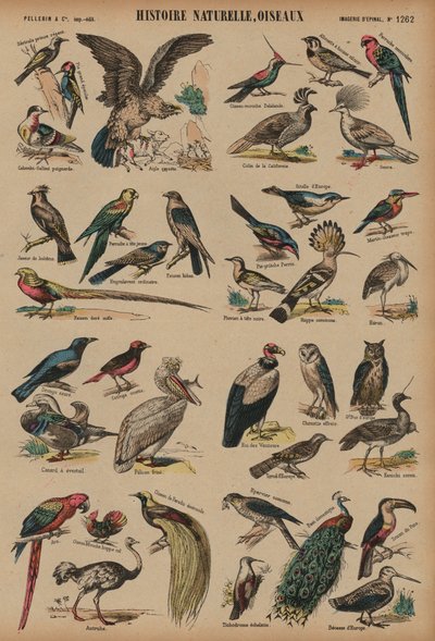 Aves silvestres de French School