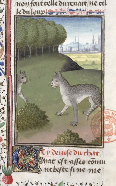 Gatos salvajes, del Livre de la Chasse de Gaston Phebus de Foix (1331-91) de French School