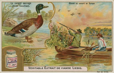 Pato salvaje; caza de patos en Europa de French School