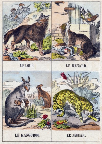 Lobo; Zorro; Canguro; Jaguar. Grabado en "Buffon Alphabet des Animaux". 3ª Serie N 1. Imágenes de Epinal, Epinal, finales del siglo XIX. 16 páginas. de French School