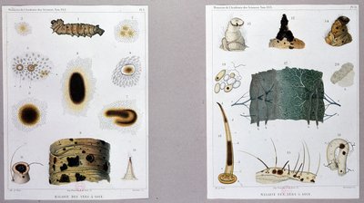 Trabajo sobre la enfermedad del gusano de seda presentado por Pasteur en la Academia de Ciencias. de French School
