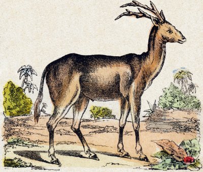 Xantarus. Grabado en "Alfabeto de los animales salvajes". 9ª Serie. Imágenes de Epinal, Pellerin, impresor-editor, circa 1870. Grabados en madera, estarcidos. 16 páginas. Dim: 20 x 15 cm. Colección privada de French School