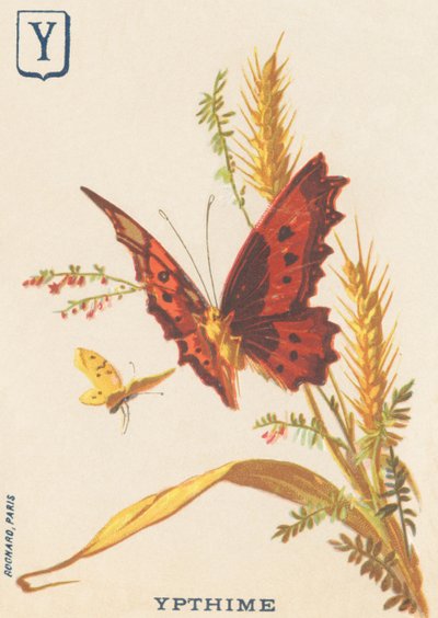 Y: Ypthime (Apatura ilia o Menor Marte cambiante) de French School