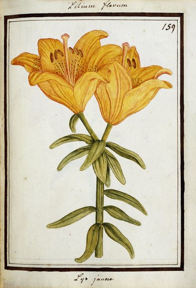 Lirio amarillo, c.1700 de French School