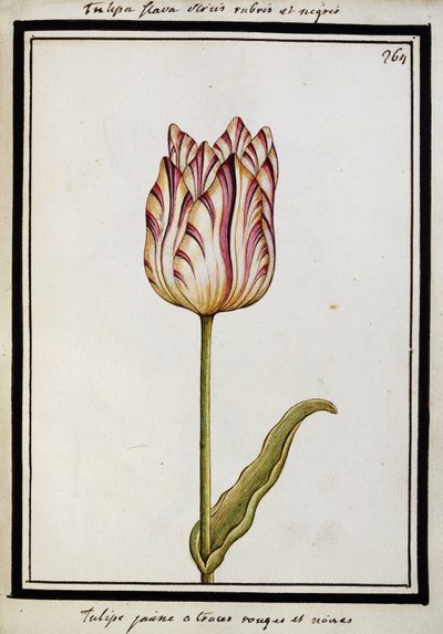 Tulipán amarillo con rayas rojas y negras, c.1700 de French School