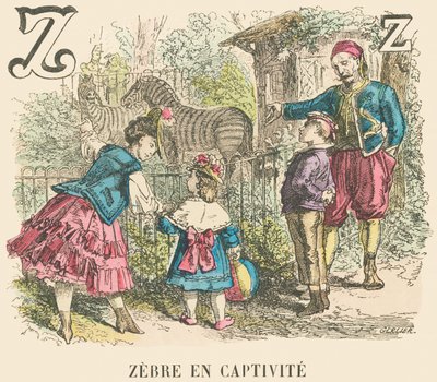 Z: Cebra en cautiverio de French School