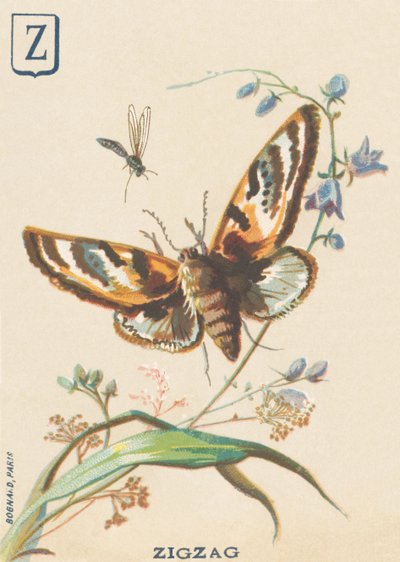 Z: Zigzag (Lymantria dispar o Bombyx dispar) de French School