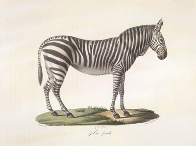 Cebra hembra. Cebra hembra, de Historia natural de los mamíferos (litografia en color) de French School