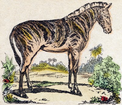 Cebra. Grabado en “Alfabeto de animales salvajes”. 9ª Serie. Imágenes de Epinal, Pellerin, impresor-editor, circa 1870. Colección privada. de French School