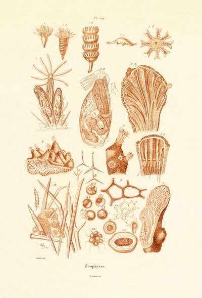 Zoófitos, 1833-39 de French School