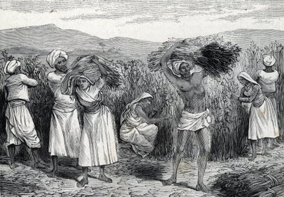 Recolección de zarzaparrilla en Perú (grabado) 1888 de French School