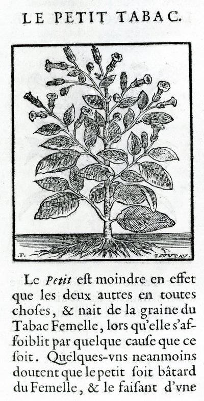 Le Perit Tabac, Ilustración de Discours du Tabac por Jean Le Royer de Prade, 1671 de French School