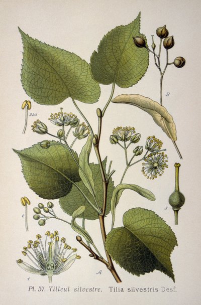hojas de "Tilia Silvestris", un género de árboles de French School