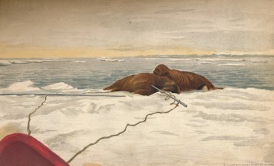 Morsas muertas frente a la costa este de la península de Taimyr, 12 de septiembre de 1893, 1897 de Fridtjof Nansen