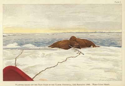 Morsas cazadas frente a la costa este de la península de Taimyr de Fridtjof Nansen