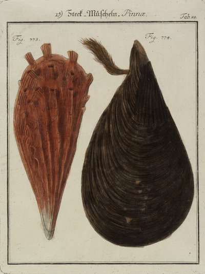 Mejillones, de Neues Systematisches Conchylien-Cabinet (El nuevo gabinete sistemático de conchas), 1784 (grabado y aguafuerte coloreado a mano) de Friedrich Heinrich Wilhelm Martini