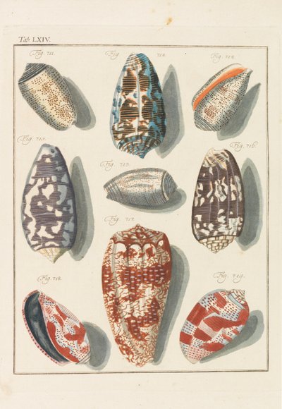 Neues systematisches Conchylien-Cabinet, 1768 de Friedrich Heinrich Wilhelm Martini