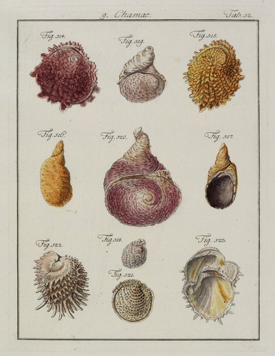 Conchas marinas: Chamae, Pinnae, de Neues systematisches Conchylien-Cabinet, 1784 de Friedrich Heinrich Wilhelm Martini