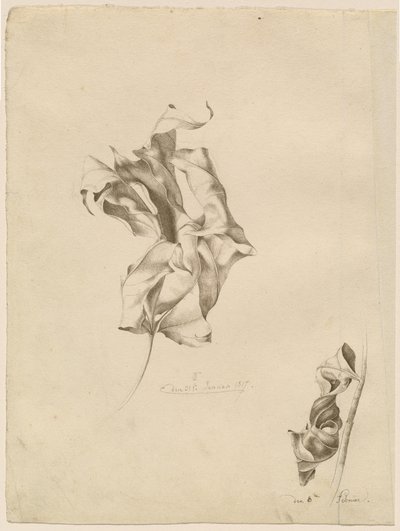 Hojas marchitas de Friedrich Olivier