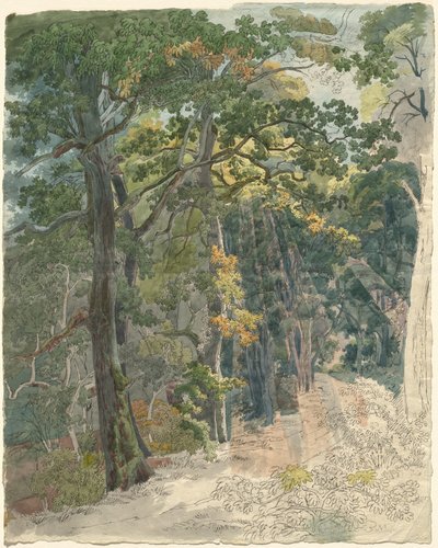 Rayos de sol golpeando un sendero en el bosque de Friedrich Salathé