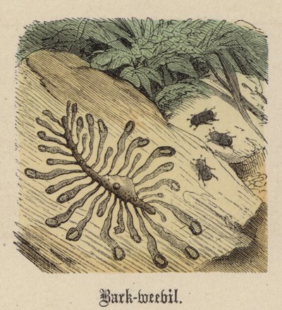 Gorgojo de la Corteza de Friedrich Specht