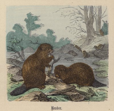 Castor de Friedrich Specht