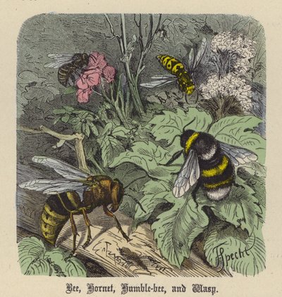 Abeja, Avispón, Abejorro y Avispa de Friedrich Specht