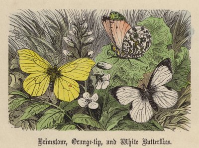 Mariposas de azufre, punta de naranja y blanca de Friedrich Specht