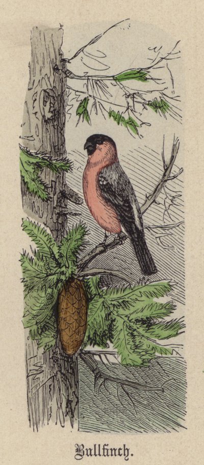 Camachuelo de Friedrich Specht