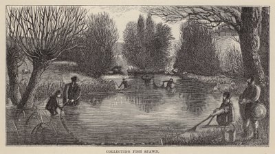 Recolectando Huevas de Pescado de Friedrich Specht