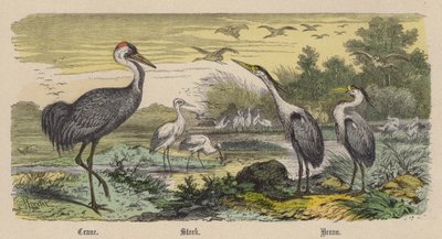 Grulla, cigüeña, garza de Friedrich Specht
