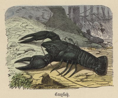 Cangrejo de Río de Friedrich Specht