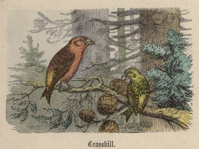 Piquituerto de Friedrich Specht