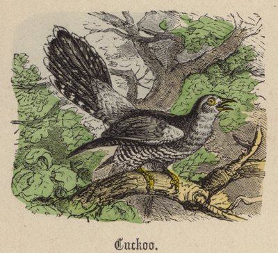 Cuco de Friedrich Specht