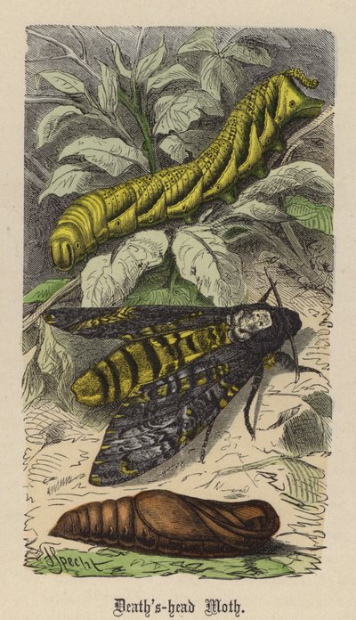 Polilla de la Calavera de Friedrich Specht