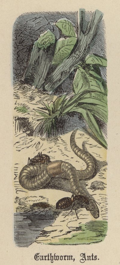 Lombriz de Tierra, Hormigas de Friedrich Specht