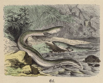 Anguila de Friedrich Specht