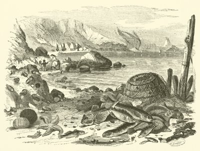 Pesca de Friedrich Specht