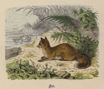 Zorro de Friedrich Specht