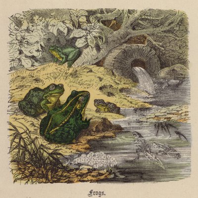 Ranas de Friedrich Specht
