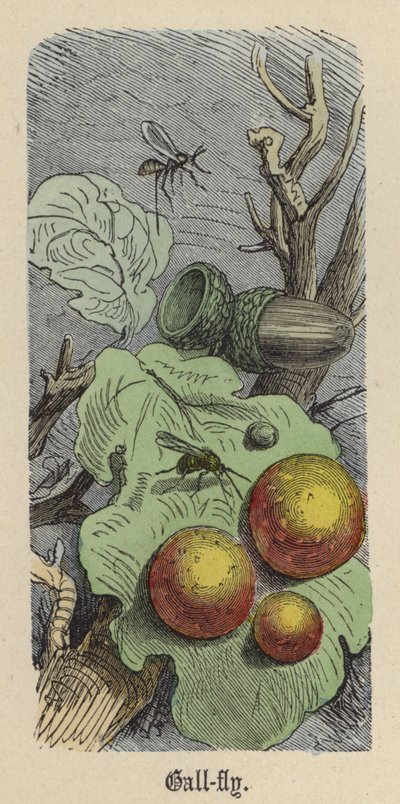 Mosca de las agallas de Friedrich Specht