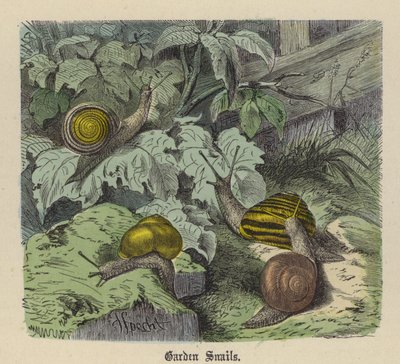 Caracoles de Jardín de Friedrich Specht