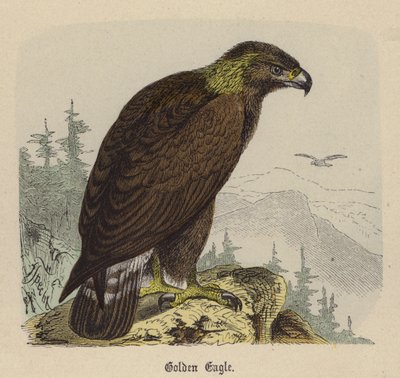 Águila Real de Friedrich Specht