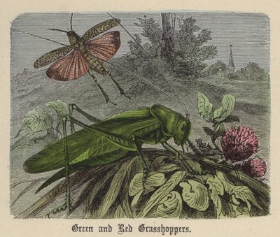 Saltamontes verdes y rojos de Friedrich Specht