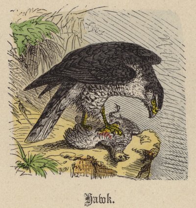 Halcón de Friedrich Specht