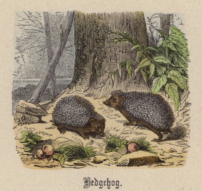Erizo de Friedrich Specht