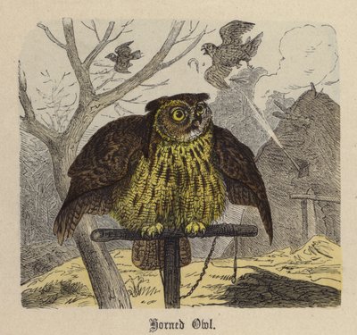 Búho cornudo de Friedrich Specht