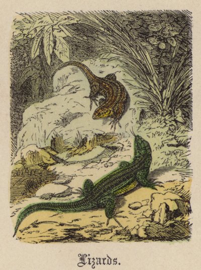 Lagartos de Friedrich Specht