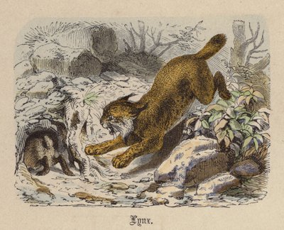 Lince de Friedrich Specht