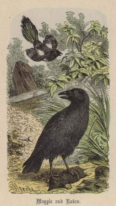 Urraca y Cuervo de Friedrich Specht